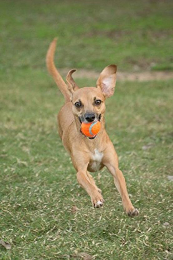 Chuckit! Tennis Dog Ball with Launchers, Large - Image 4