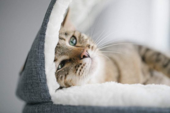 K&H Universal Mount Kitty Sill with Hood, Grey - Image 3