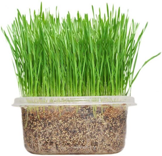 HEEPDD Cat Grass Growing Kit, DIY Natural Organic Pet Grass Growing Kit
