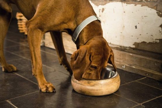 Beeztees Designed By Lotte 2 In 1 Wood/steel Feeding Bowl Mandira, Small - Image 2