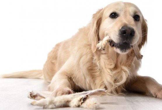 Dragonfly Products - Natural Gain Free Dried Rabbit Ears with Fur Dog Treats | High Protein and Low Fat | 100% EU Produce | Gluten Free Whole Rabbit Ear Chew | 18-22 Piece | 300g - Image 3