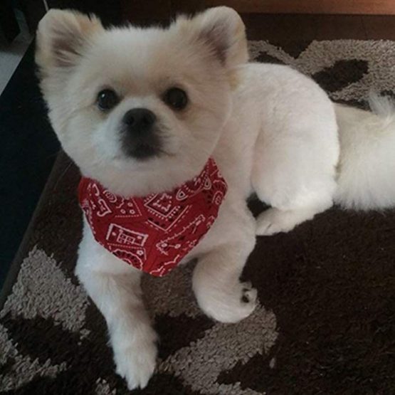Ciujoy Dog Bandana Collar 4 Pcs Pet Boho Neckerchief Strap Neck Scarf Triangle Towels Saliva Towel Fashion Mandala Flroal Pattern Accessories for Small Puppies Cats - S - Image 3