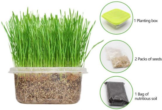 HEEPDD Cat Grass Growing Kit, DIY Natural Organic Pet Grass Growing Kit