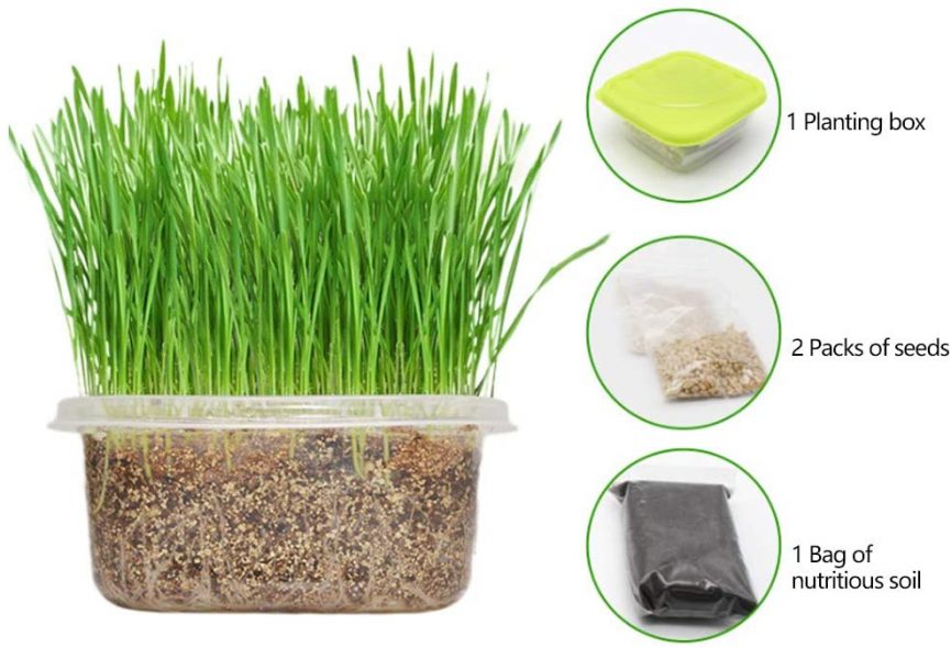 HEEPDD Cat Grass Growing Kit, DIY Natural Organic Pet Grass Growing Kit