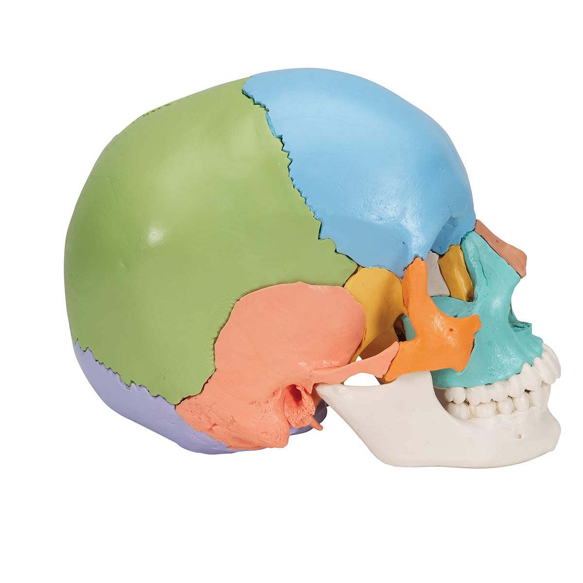 3B Scientific A291 Beauchene Adult Human Skull Model, 22 Part, Didactic Coloured Version + free anatomy software - 3B Smart Anatomy - Image 3