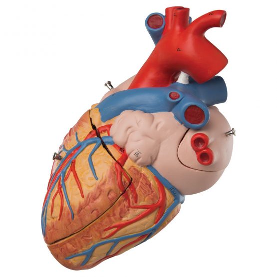 3B Scientific Human Anatomy - Heart Model, 2 Times Life Size, 4 Part + free anatomy software - 3B Smart Anatomy G12 - Image 2