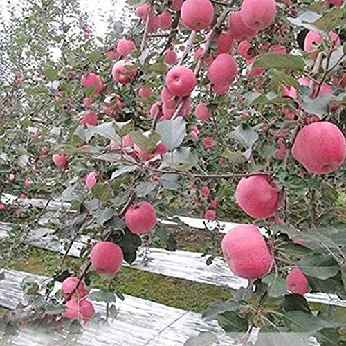 Yosoo Plant Reflective Film Garden Greenhouse Grow Highly Reflective Covering Foil Sheets 210 x 120 cm / 82.68 x 47.24 inch - Image 4