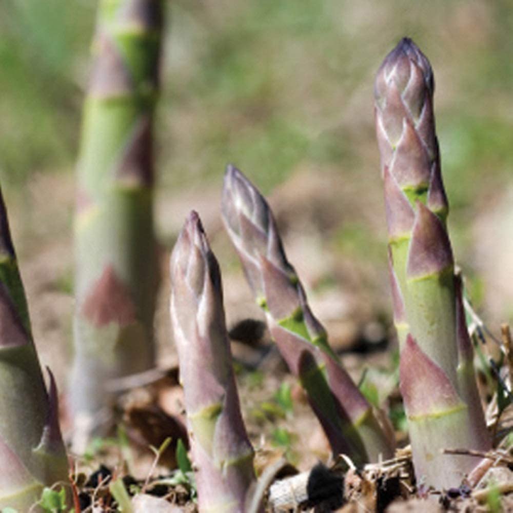 PREMIER SEEDS DIRECT - Asparagus - PRECOCE D'ARGENTUIL - 130 Finest Seeds, GREEN PINK, 130 SEEDS