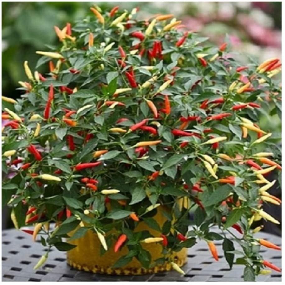 PREMIER SEEDS DIRECT - HOT Chilli Pepper - Basket of FIRE F1-8 Finest Seeds, Mix, 8 Seeds