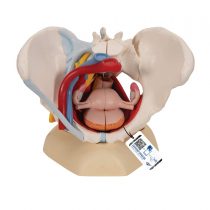 3B Scientific H20/4 Female Pelvis With Ligaments, Vessels, Nerves, Pelvic Floor, Organs + free anatomy software - 3B Smart Anatomy