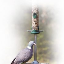 Jacobi Jayne PG-S Pigeon Spacer, Clear