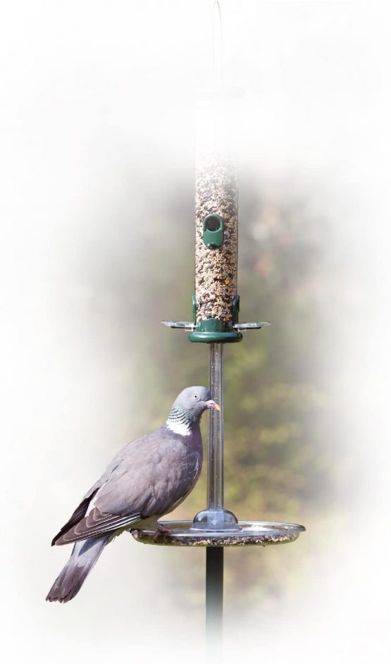 Jacobi Jayne PG-S Pigeon Spacer, Clear