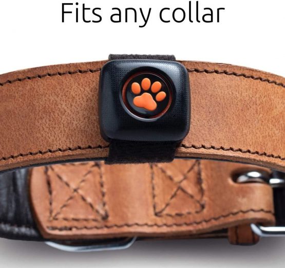 PitPat Dog Activity and Fitness Monitor (no GPS) - Lightweight and waterproof with no recharging or subscription (latest version, as seen on TV) - Image 4