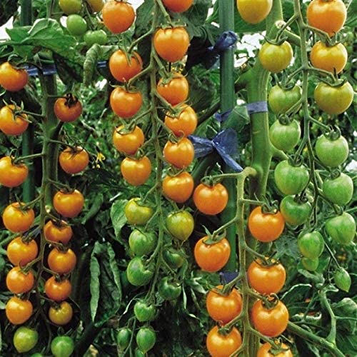 PREMIER SEEDS DIRECT Tomato Cherry - SUNGOLD F1-10 Finest Seeds