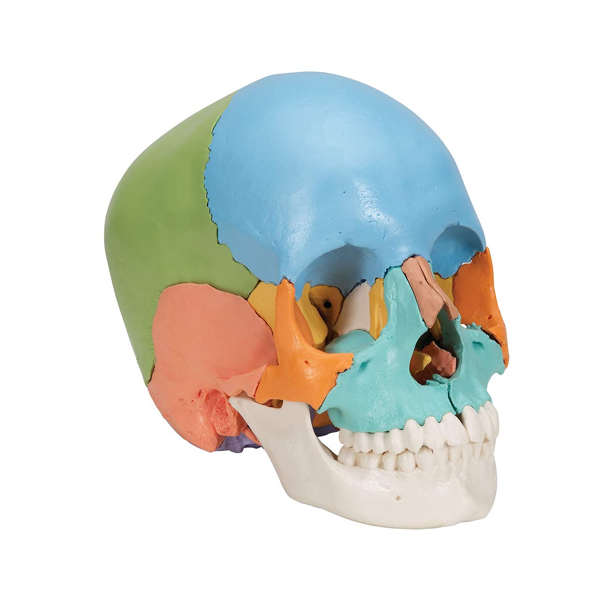 3B Scientific A291 Beauchene Adult Human Skull Model, 22 Part, Didactic Coloured Version + free anatomy software - 3B Smart Anatomy - Image 2