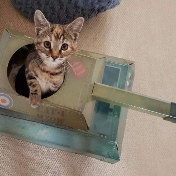 cat craft cat playset assembly instructions