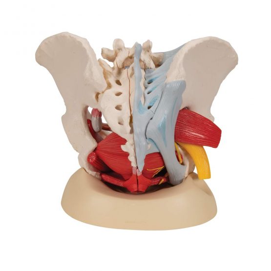 3B Scientific H20/4 Female Pelvis With Ligaments, Vessels, Nerves, Pelvic Floor, Organs + free anatomy software - 3B Smart Anatomy - Image 4