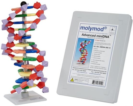 DNA Model - Advanced miniDNA 12 Layer (Base pair) Model Kit - Image 2