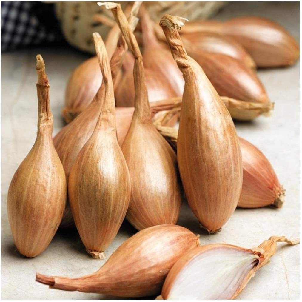 PREMIER SEEDS DIRECT - Shallot - ZEBRUNE - 450 Finest Seeds, Pink