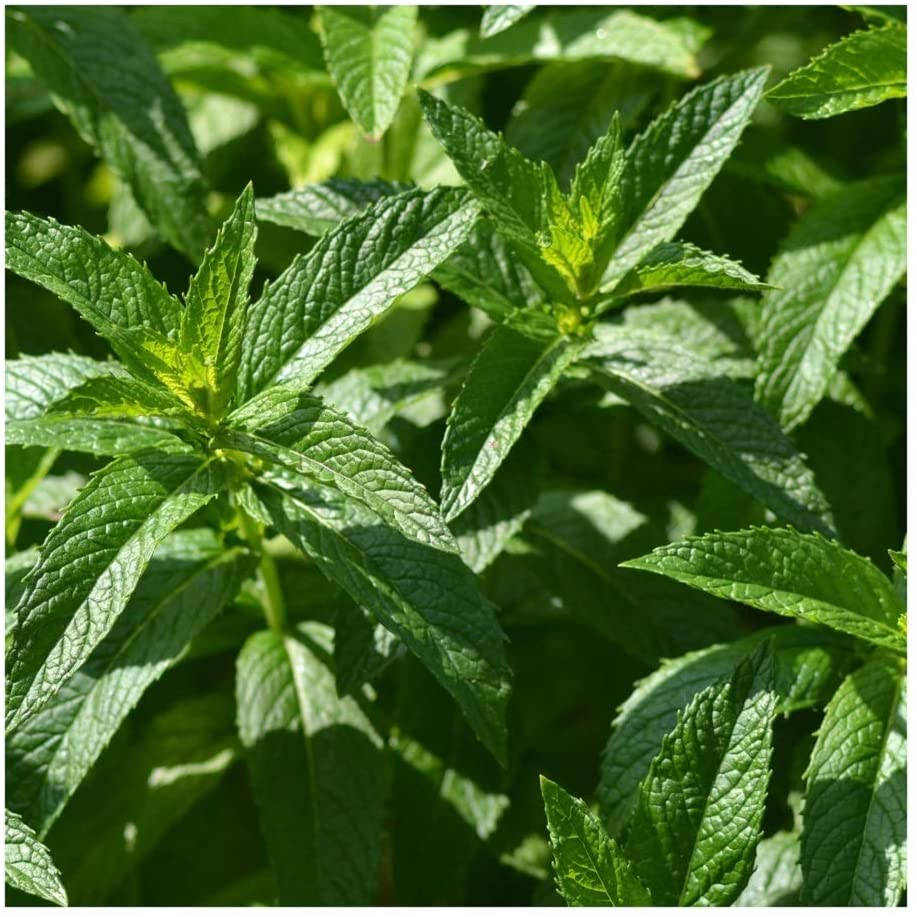 PREMIER SEEDS DIRECT - HERB - Spearmint - Mentha SPICATA - 4000 Seeds, Green, 4,000 Seeds