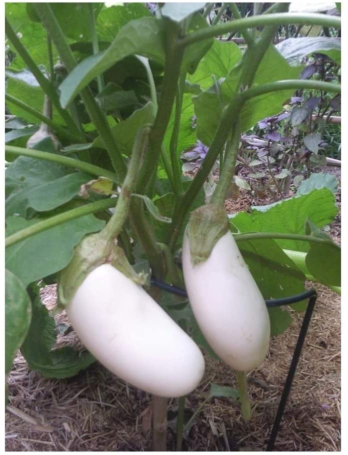 PREMIER SEEDS DIRECT - Aubergine Seeds - White Casper - 150 Finest Seeds
