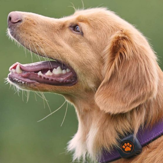 PitPat Dog Activity and Fitness Monitor (no GPS) - Lightweight and waterproof with no recharging or subscription (latest version, as seen on TV) - Image 2