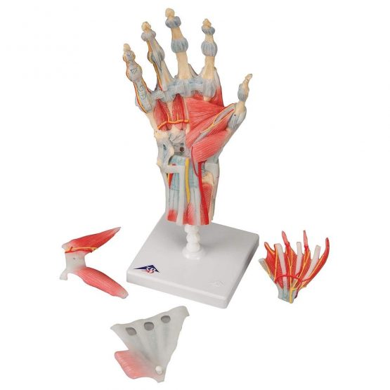 3B Scientific M33/1 Hand Skeleton Model With Ligaments And Muscles + free anatomy software - 3B Smart Anatomy - Image 2