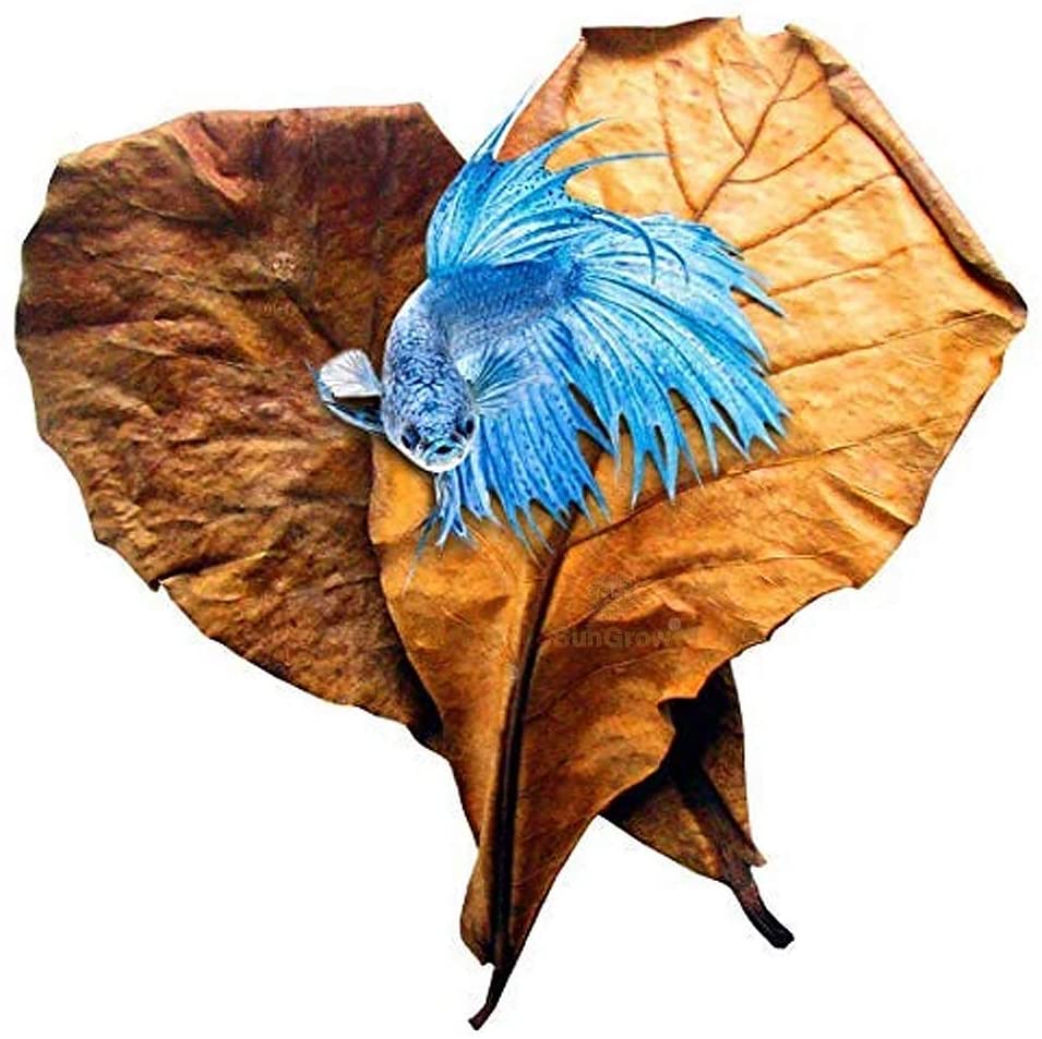 SunGrow 10 Pack Indian Almond Leaves for Betta Fish Tank Water Treatment XL (9")