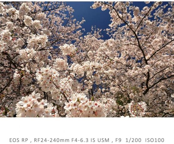 Canon RF 24-240mm F4-6.3 IS USM Lens - Image 3
