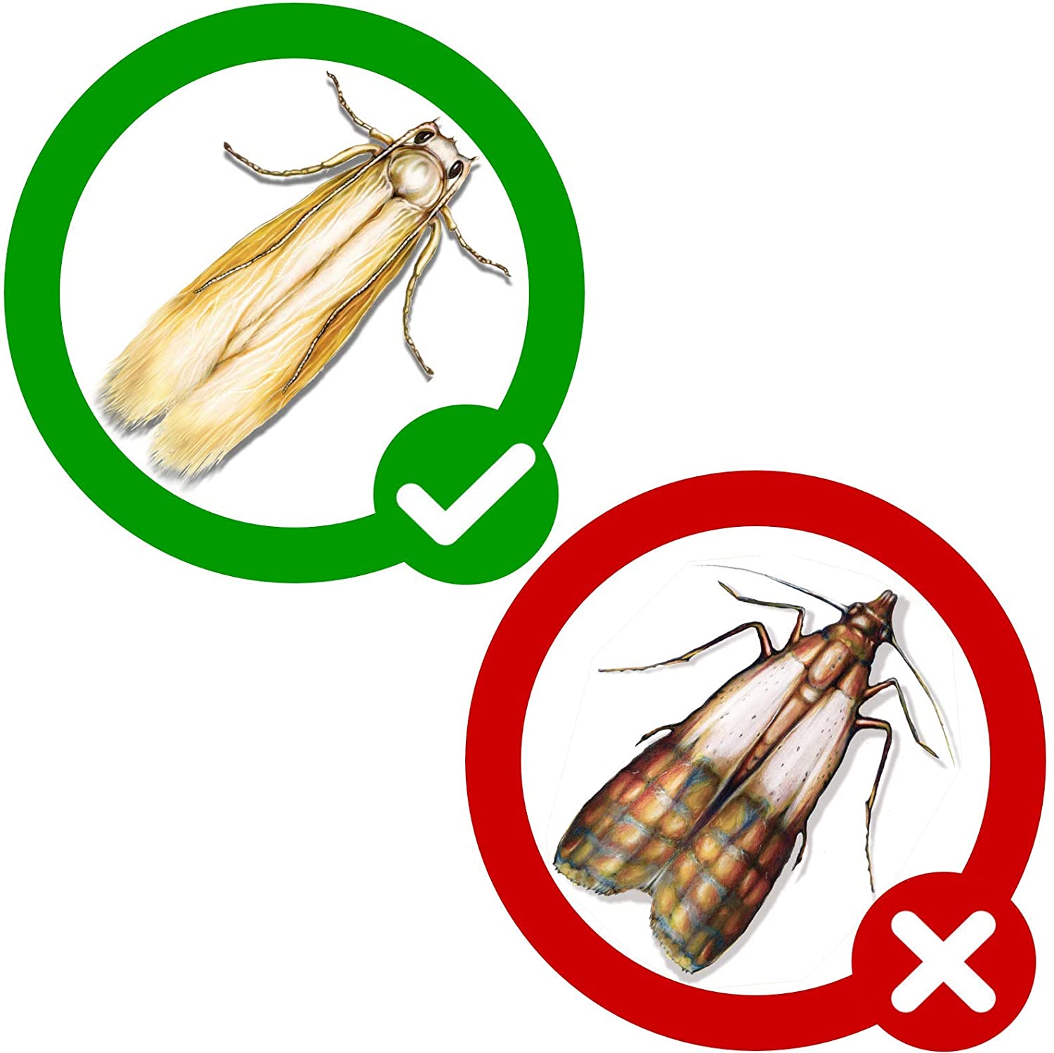PIC Clothes Moth Trap - 8x Sticky Pheromone Moth Traps for Wardrobes - Textile Sticky Pads for Detecting Cloth Moths - Image 3