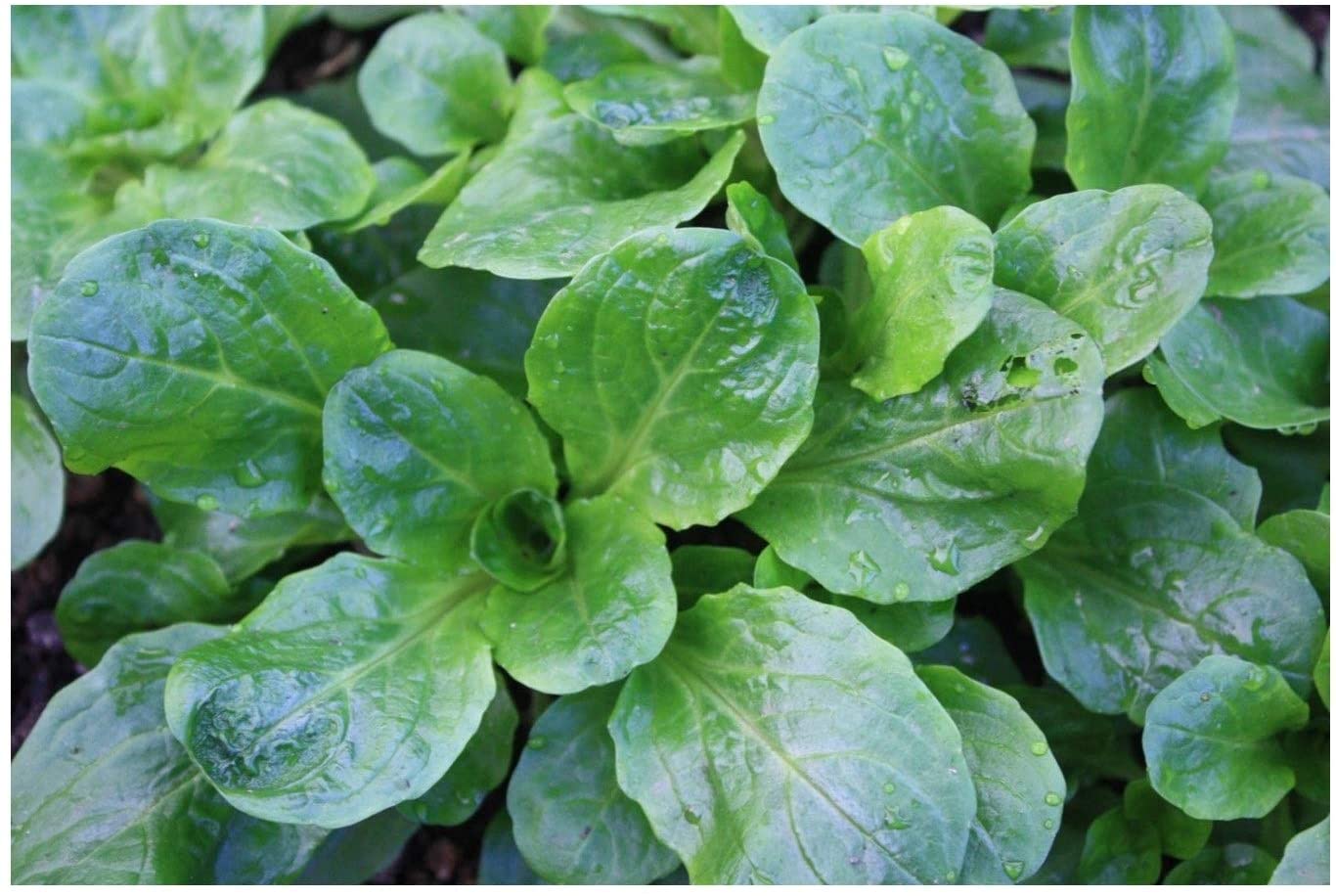 PREMIER SEEDS DIRECT - Corn Salad - Lambs Lettuce - Mache - 800 Finest Seeds, GREEN, 800 SEEDS