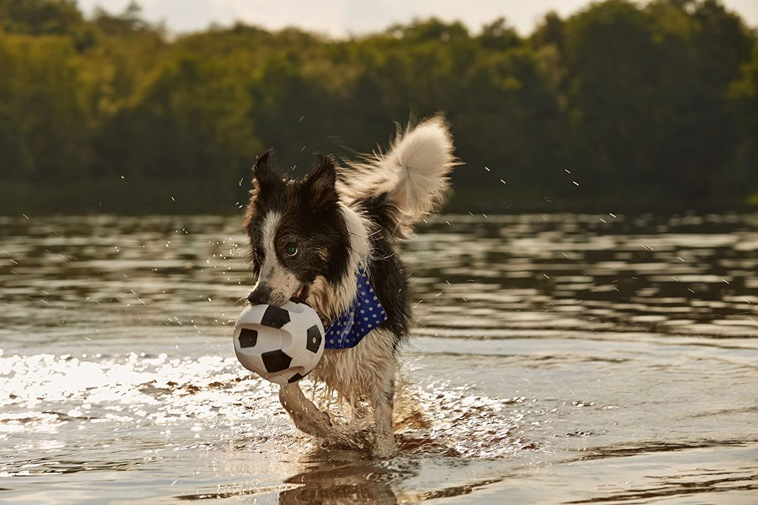 Gor Pets Vinyl Super Soccer Squeaky Ball Toy for Dogs, Multi - Image 2