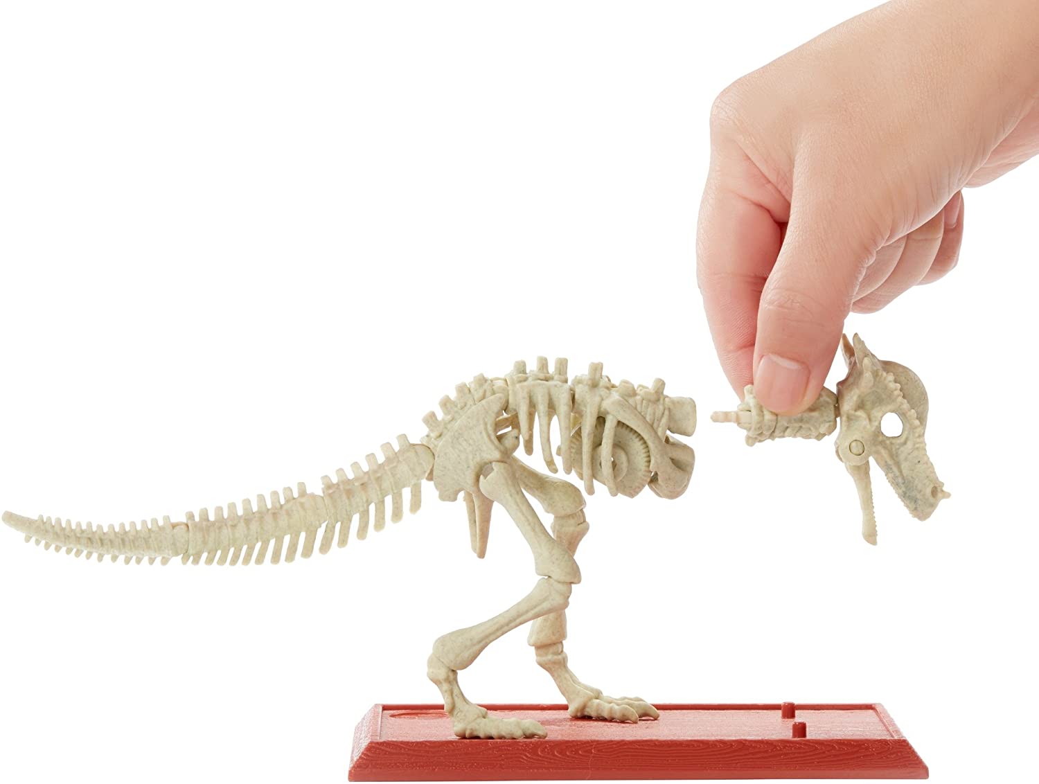 stygimoloch fossil