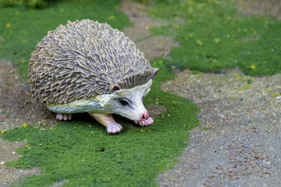 Hedgehog - Image 3