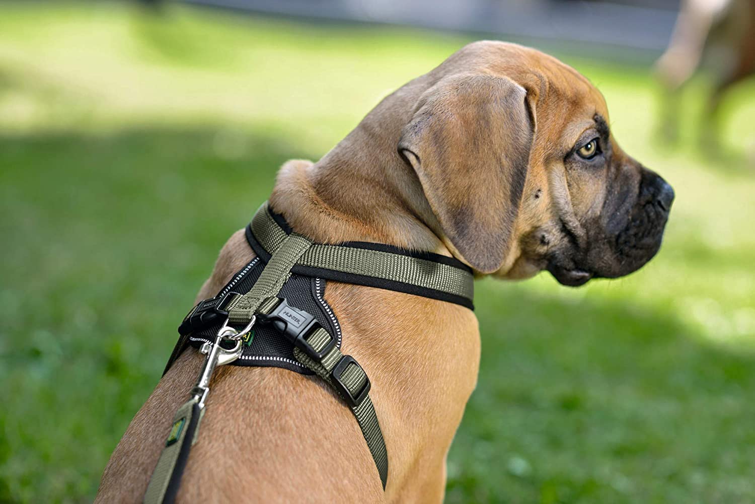 HUNTER NEOPREN dog harness, nylon, padded with neoprene, for sport and leisure,olive / black, nylon, neoprene,60-76,M-L - Image 3