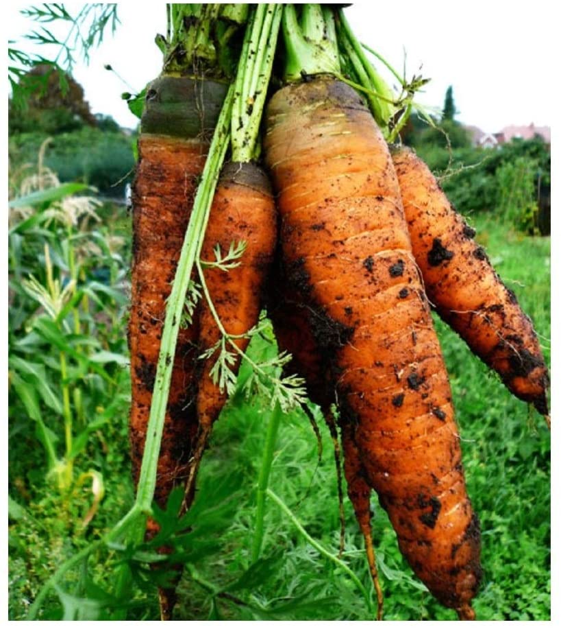 PREMIER SEEDS DIRECT- Organic Autumn King 2 Carrot Seeds, Approx 3600 Seeds, Green