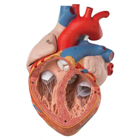 3B Scientific Human Anatomy - Heart Model, 2 Times Life Size, 4 Part + free anatomy software - 3B Smart Anatomy G12 - Image 3