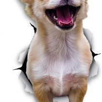 Winston & Bear 3D Dog Stickers - 2 Pack - Excited Chihuahua For Wall, Fridge, Toilet And More Excited Chihuahua Dog Stickers