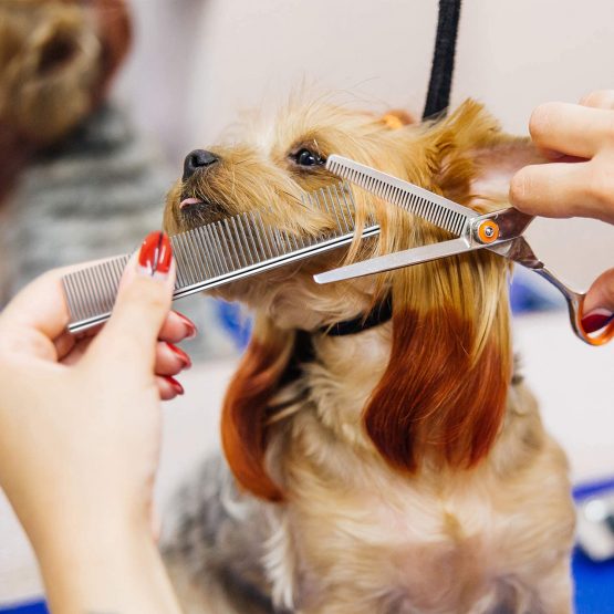 Boao Stainless Steel Pet Comb Pet Grooming Comb Rounded Teeth Dog Comb for Large, Medium and Small Dogs and Cats with Tangled Short/Long Hair (19 x 3 cm) - Image 4