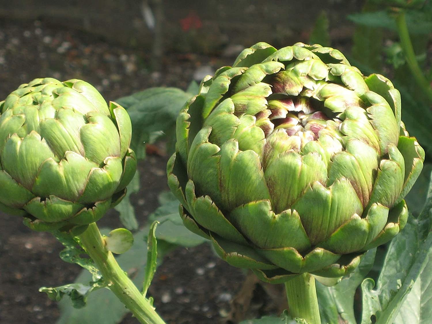 PREMIER SEEDS DIRECT - Artichoke Italian - Green Globe - 100 Finest Seeds, 100 SEEDS