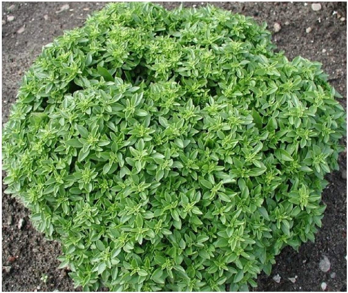 PREMIER SEEDS DIRECT - HERB - Basil - Dwarf Greek - 1200 Finest Seeds, Green