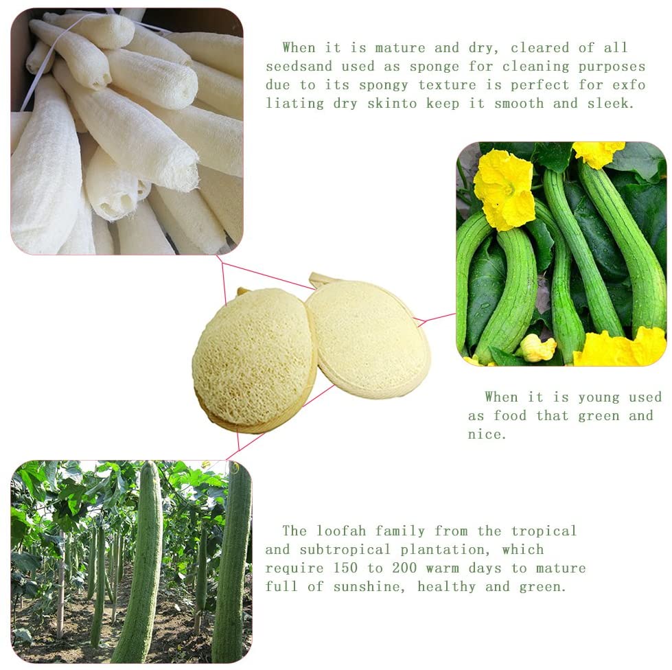 Kiloline Exfoliating Loofah Pads2 Pack 100 Natural Luffa and Terry