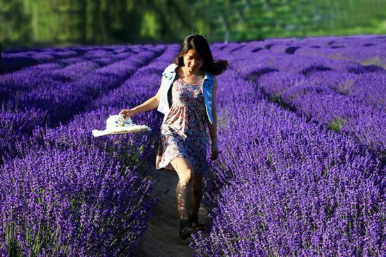 TooGet Fragrant Lavender Buds Natural Dried Flowers Wholesale, Ultra Blue Grade - 1/2 Pound - Image 4