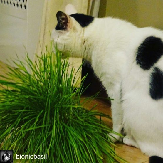 Cat Grass Kit x 2 (Grow your own) By Cat FurNature - Image 4