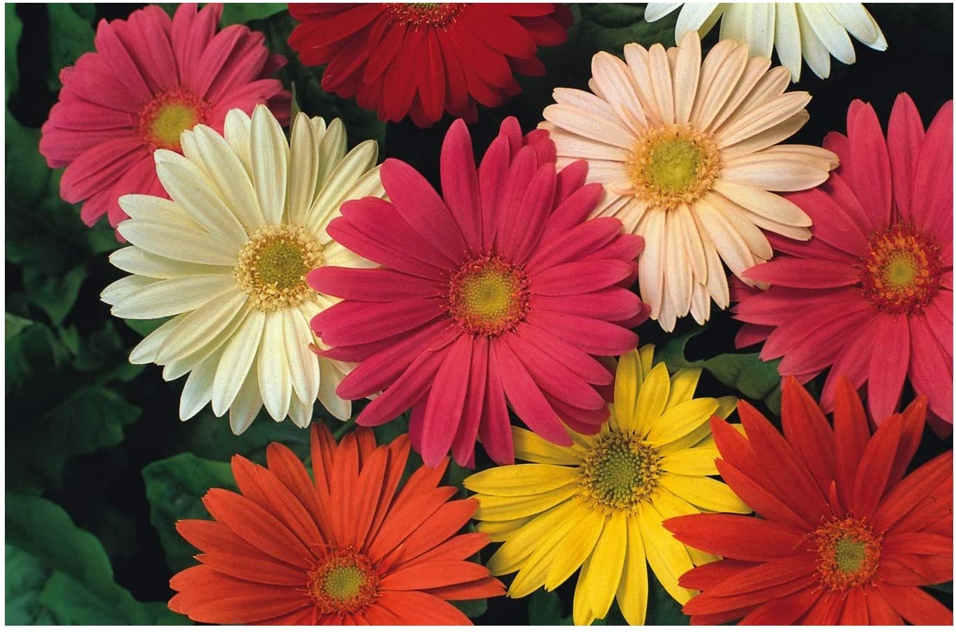 PREMIER SEEDS DIRECT - Gerbera - JAMESONII HYBRIDS Mix - 110 Seeds