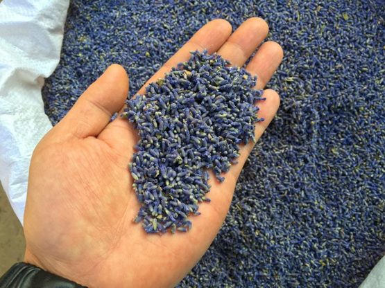 TooGet Fragrant Lavender Buds Natural Dried Flowers Wholesale, Ultra Blue Grade - 1/2 Pound - Image 2