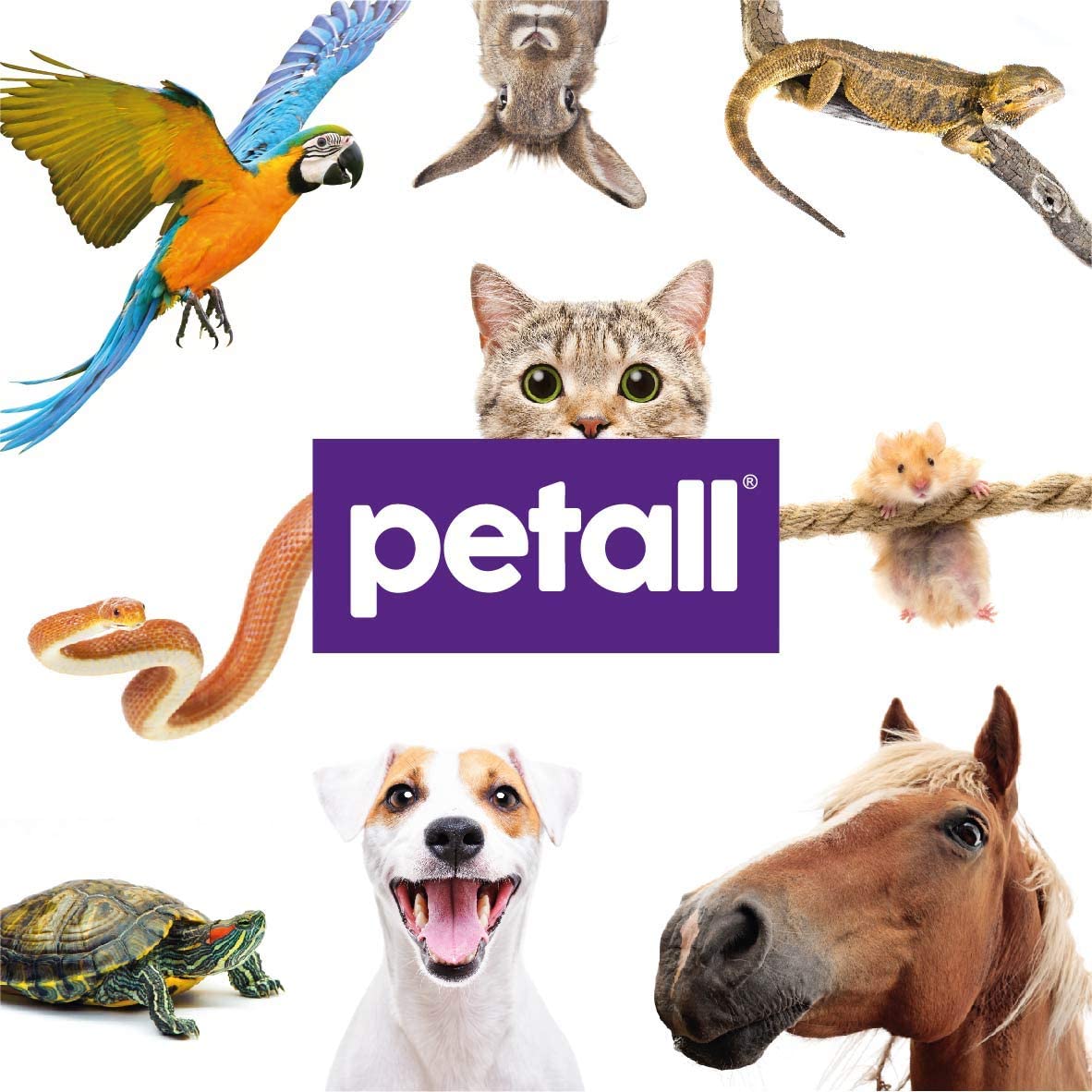 Petall Extra Large Thick Hypoallergenic Biodegradable Pet Wipes, Fragrance Free With Aloe, for Dogs Puppies, Cats & All Pets - Image 2