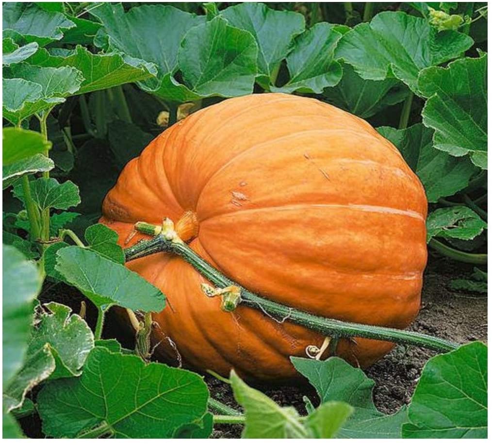 PREMIER SEEDS DIRECT - Pumpkin Seeds - DILLS Atlantic Giant - 25 Finest Seeds, Orange, 25 Seeds