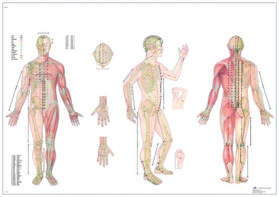3B Scientific VR1820L Human Anatomy - Body Acupuncture Chart 98 x 68 cm, Laminated Version