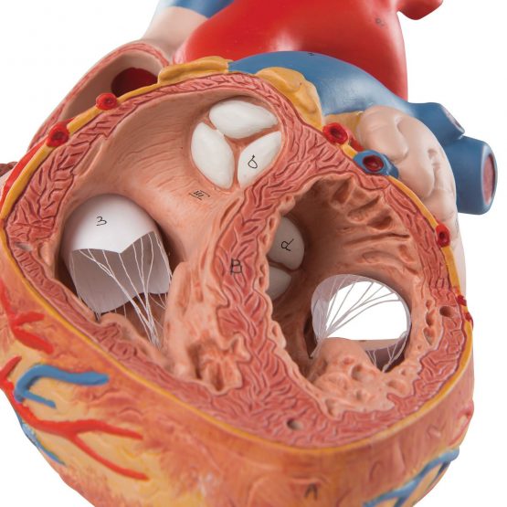 3B Scientific Human Anatomy - Heart Model, 2 Times Life Size, 4 Part + free anatomy software - 3B Smart Anatomy G12 - Image 4